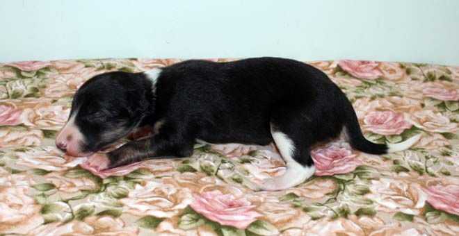 Puppy 3 - Left Crawl